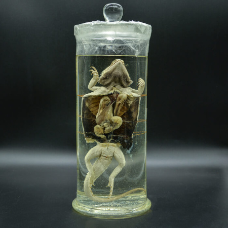 Влажный препарат Ящерица препарированная (стекло)